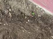 Amateur Video of curvyMILFONA